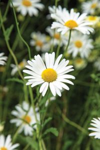 How to Avoid Weed-Filled Wildflower Mixes Image